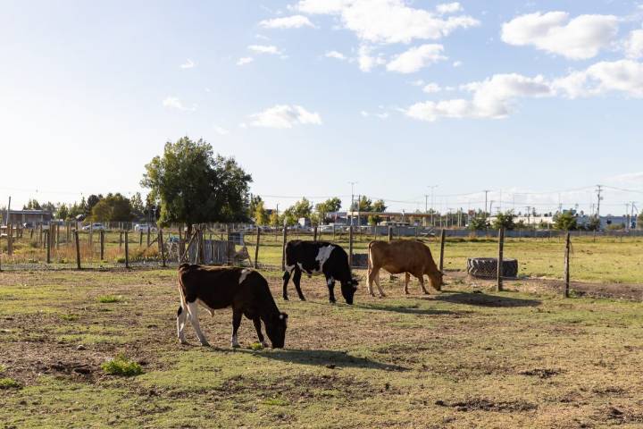 Suplemento logra mejorar la eficiencia reproductiva de bovinos