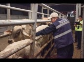 Sader afirma que caso de gusano barrenador en NL está contenido