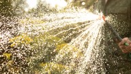 The Delicate Flower You Should Never Water With A Hose
