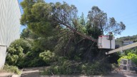 Árboles y ramas caídas en el Polígono Industrial de Barbastro tras el paso de la tormenta