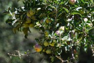 Oak Glen looks forward to a good crop of apples