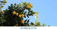 Cuál el mejor momento para podar un limonero y obtener más frutos