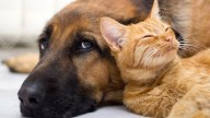Comodoro debate sobre la sobrepoblación animal y el cuidado responsable