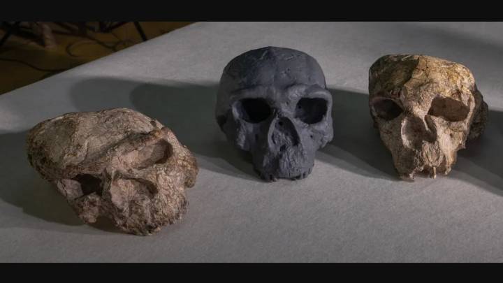Mucho más antiguo y no estaba en África: este es el cráneo que reescribe nuestro origen
