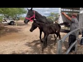 Owner of exotic animals seized by MCSO gets animals back