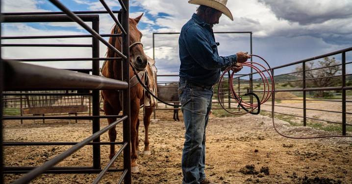 Vandalism and threats: A New Mexico county is at the forefront of the West's wolf reintroduction debate