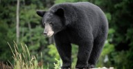 Florida black bear hunt spurs outcry, conservation efforts amid lottery for permits