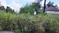 Overgrown ‘jungle’ lot in Fifth Ward has neighbors angry, afraid