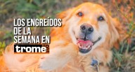 ¡Dulzura total! Conoce a los engreídos de Trome de esta semana