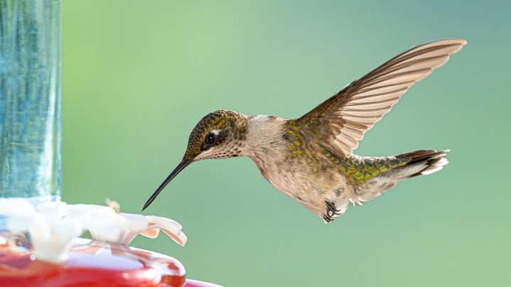 This Native Flowering Ground Cover Is A Must-Plant For Hummingbird Lovers