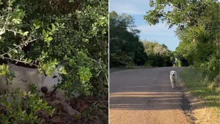 Woman Spots Two Black Eyes In The Texas Bushes And Finds A Surprise