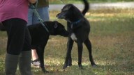 Healthy Hearts and Paws Project in Warren hosts 'My Gotcha Day' adoption event