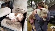 Texas Dog Found Curled Up On A Filthy Couch Left Rescuer In Tears