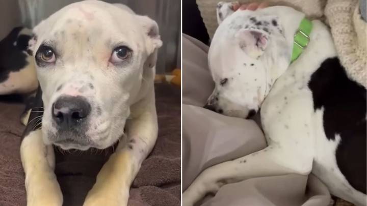 Seriously Injured Dog Left On Georgia Highway Rejoices After A Kind Person Came To His Aid
