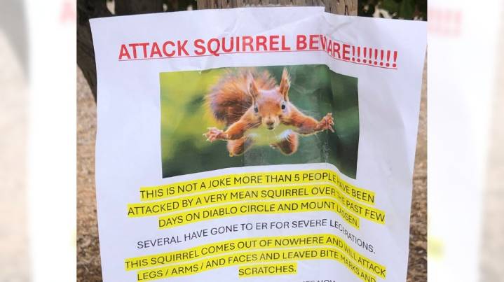 ‘Very mean squirrel’ has sent at least 2 people to the ER in this California city