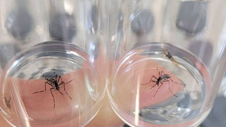 Hubo 15.720 casos confirmados de dengue