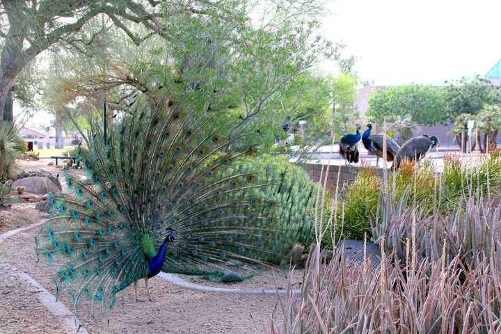 Resident's petition opposes Glendale plan to relocate many peacocks, peahens