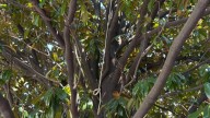 'Suspicious rope' found tied in tree in parking lot of Atlanta's Black history museum, police say