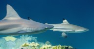 911 call reveals frantic moments after 8-year-old boy bitten by shark off Key Largo