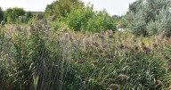 Ontario steps up the fight against the most invasive plant in the province