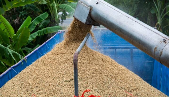 SIC autorizó creación de un acuerdo para fijar precios mínimos al arroz paddy verde