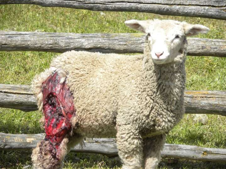 Perros de nadie. La impactante realidad de un fenómeno que tiene en jaque al campo en Tierra del Fuego