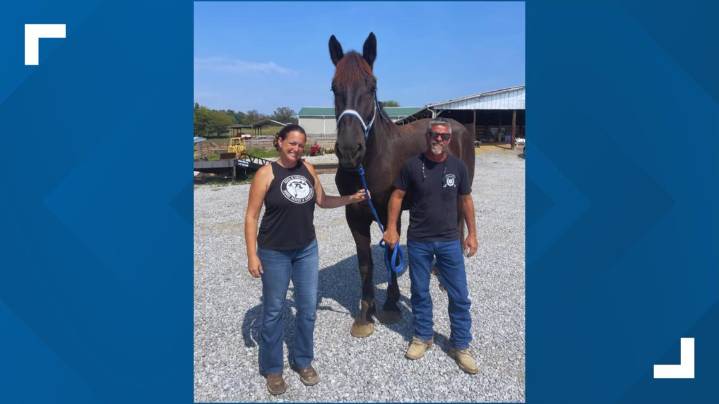 KPD retires original Mounted Patrol Unit horse