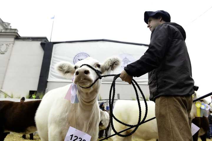 Tras el cierre repentino para la exportación de granos, el Gobierno aclaró que siguen las retenciones cero para carnes