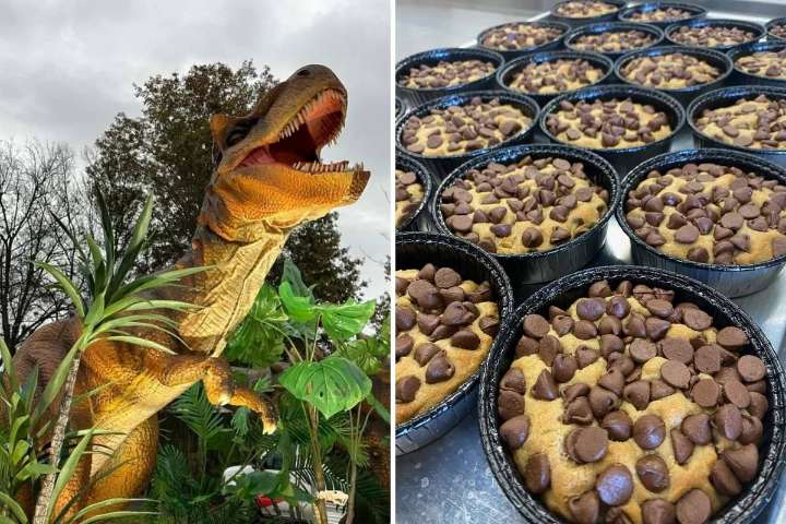 Cookies And Dinos Event In Bangor Promises Family Fun