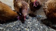 Owensboro approves backyard chickens in split vote