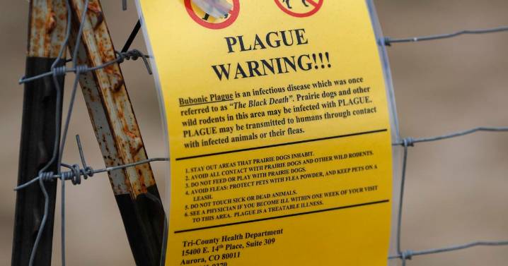New Mexico’s second plague case of the year reported in Bernalillo County