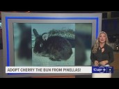 Give Cherry the Bun from Pinellas a fur