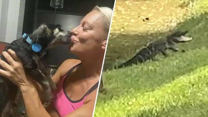 Brockton native living in Florida fights alligator to save puppy