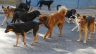 Video: un ladrón entró a robarle a tres mujeres adultas pero fue atacado por 15 perros