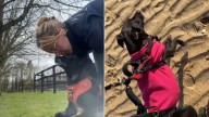 Florida Woman Returns From Trip And Realizes Something Is Terribly Wrong With Her Dog