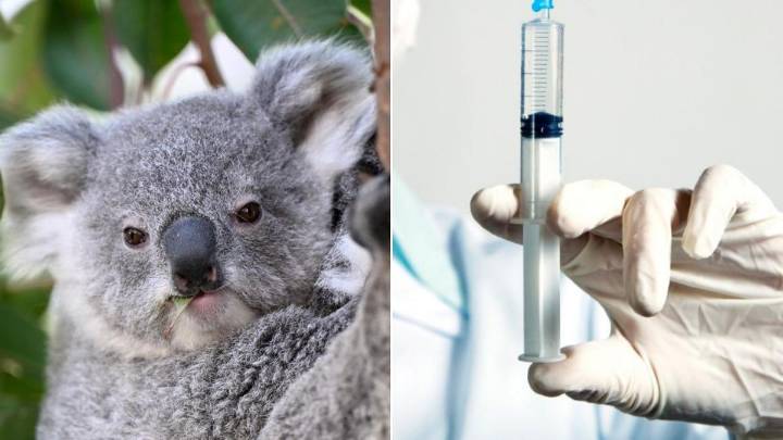 Koala vaccine breakthrough to combat deadly chlamydia