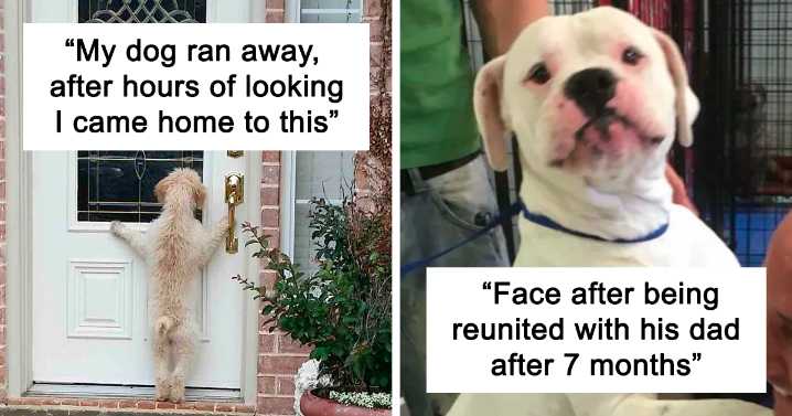 42 Pics Showing Missing Dogs Returning To Their Homes That Might Get You Teary