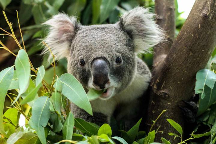 World’s First Vaccine to Save Koalas from Deadly Chlamydia Is Approved