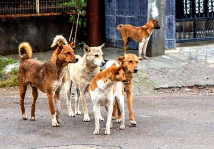 Stray Dog Menace: Seven Injured in Kosamba, Five in Pavi