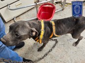 Aseguró FGE 22 animales víctimas de maltrato durante el mes de agosto