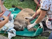 Un puma se escondió en una despensa y encendió las alarmas en Goya