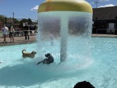 Doggone good time as Windsor celebrates fun, furry end to swim season