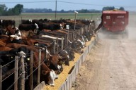 “No hay negocio que aguante”. Preocupado, un eslabón clave de la carne espera una revancha