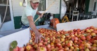 Showalter Orchard starts 50th annual cider season