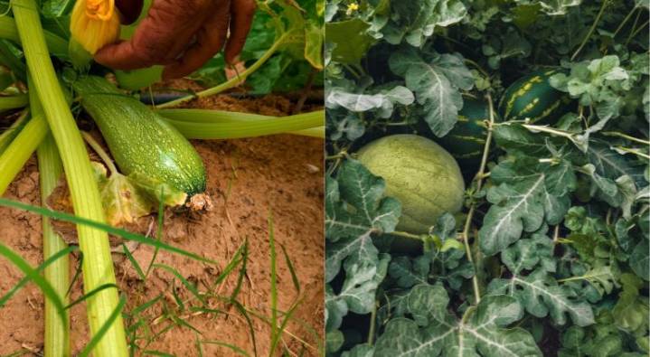 Listas sandías, melones y calabacitas en el huerto del Parque Central