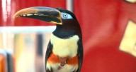 Virginia firefighters rescue social media star toucan trapped behind dishwasher after toilet mishap