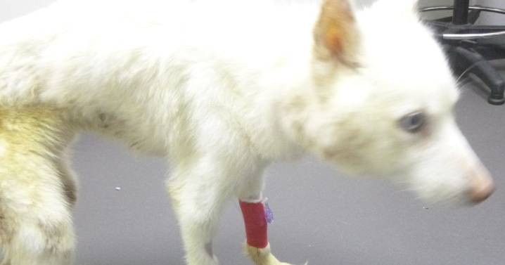 Cruel woman left pet husky dog chained to door by the neck and covered in faeces