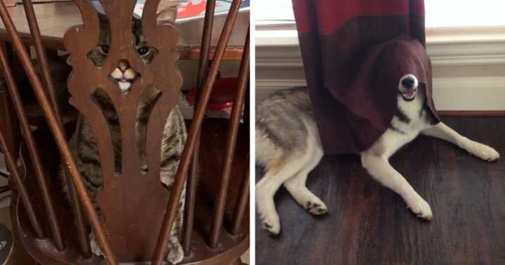 79 Pets Who Tried Hiding From Their Owners But Did A Ridiculously Bad Job (New Pics)