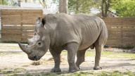 Masamba the rhino leaving Potawatomi Zoo