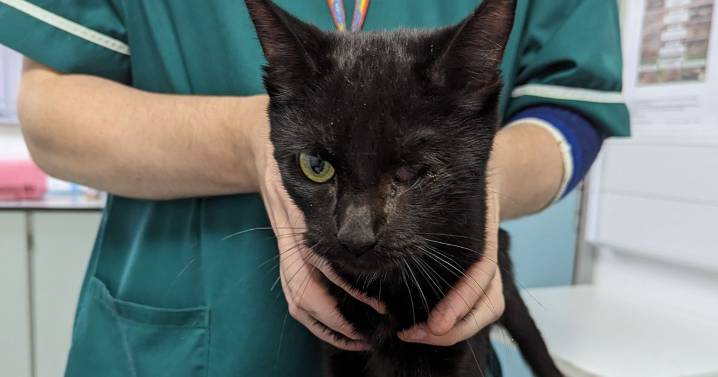 Eight dead cats found inside freezer at filthy Stourbridge home as more rescued